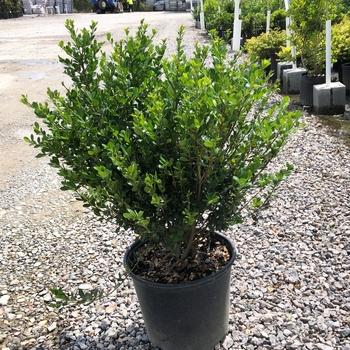 Ilex Opaca 'wyetta' - View 13 from www redcrocus com