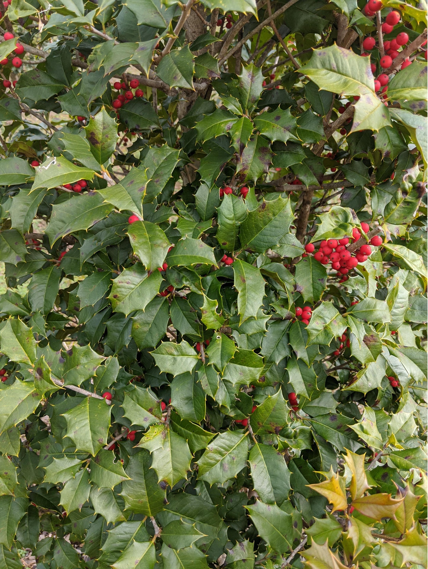 Ilex Opaca 'wyetta' - View 15 from www redcrocus com