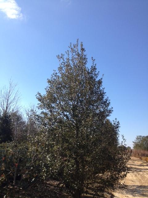 Ilex Opaca 'wyetta' - View 16 from www redcrocus com