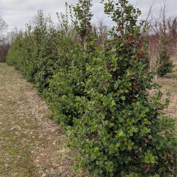 Ilex Opaca 'wyetta' - View 17 from www redcrocus com