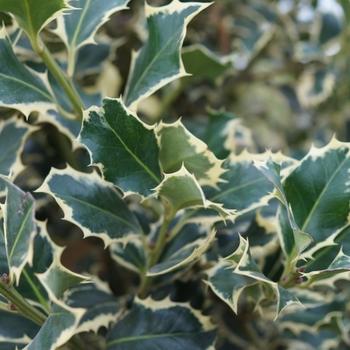 Ilex Opaca 'wyetta' - View 2 from www redcrocus com