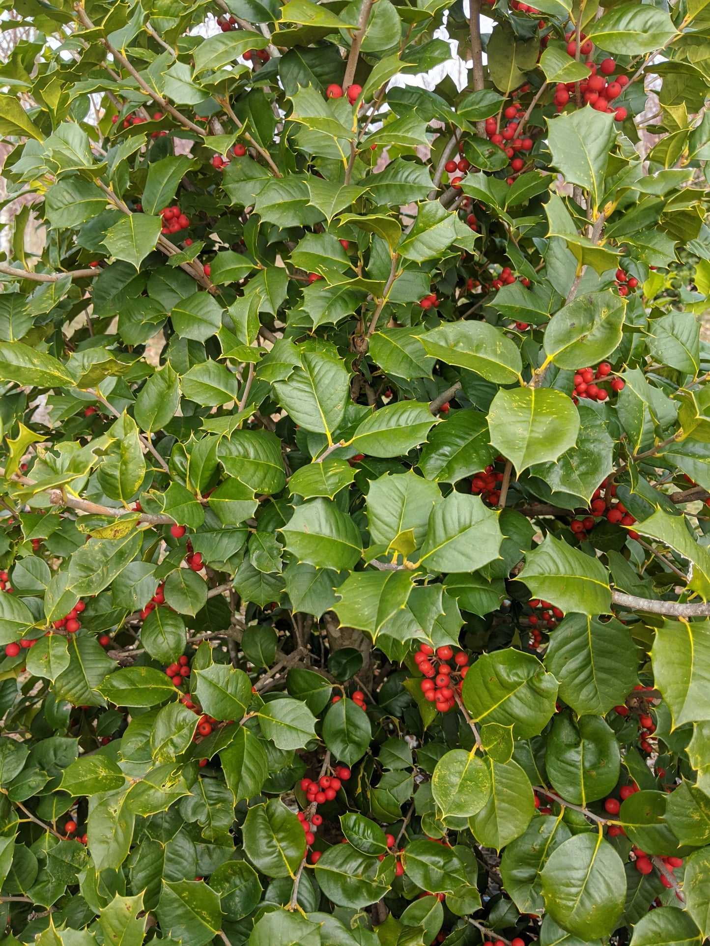 Ilex Opaca 'wyetta' - View 3 from www redcrocus com