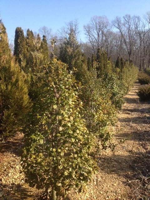 Ilex Opaca 'wyetta' - View 4 from www redcrocus com