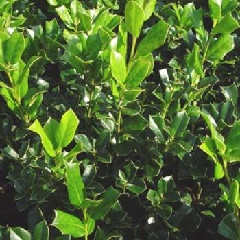 Ilex Opaca 'wyetta' - View 5 from www redcrocus com