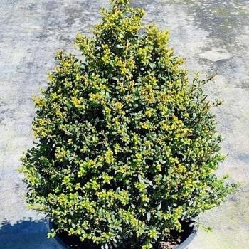 Ilex Opaca 'wyetta' - View 6 from www redcrocus com