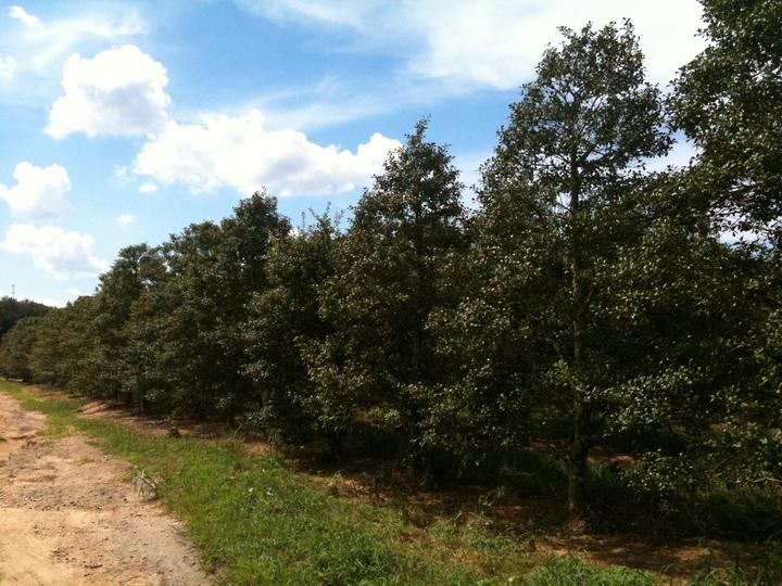 Ilex Opaca 'wyetta' - View 7 from www redcrocus com