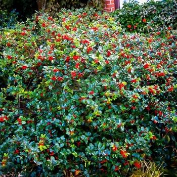 Ilex Opaca 'wyetta' - View 8 from www redcrocus com