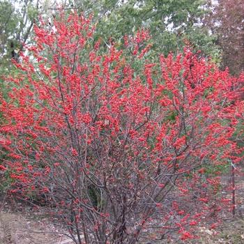 Ilex Opaca 'wyetta' - View 9 from www redcrocus com