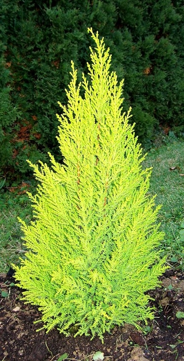 Cupressus Macrocarpa 'wilma Goldcrest' - View 10 from www redcrocus com