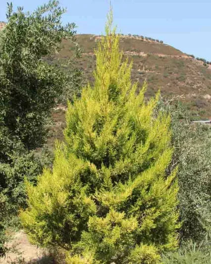 Cupressus Macrocarpa 'wilma Goldcrest' - View 14 from www redcrocus com