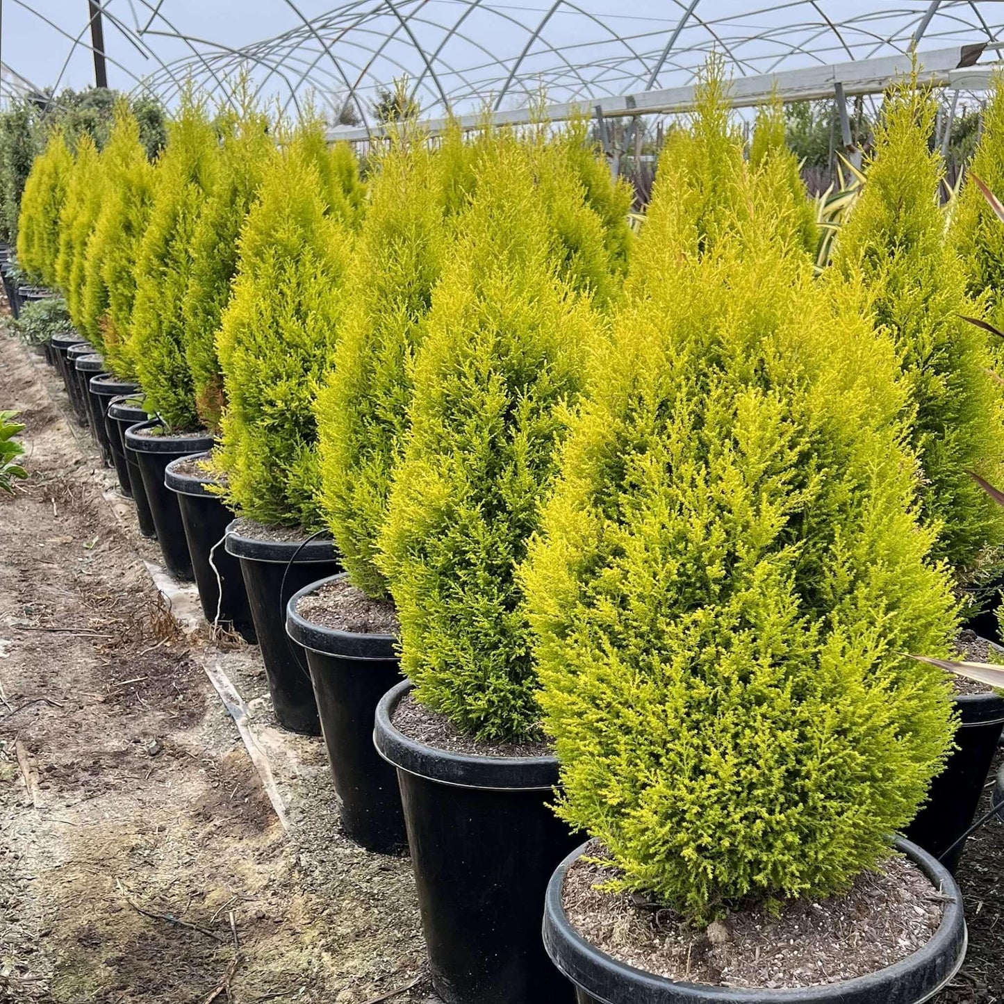 Cupressus Macrocarpa 'wilma Goldcrest' - View 18 from www redcrocus com