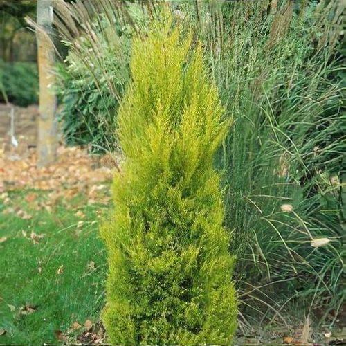 Cupressus Macrocarpa 'wilma Goldcrest' - View 25 from www redcrocus com