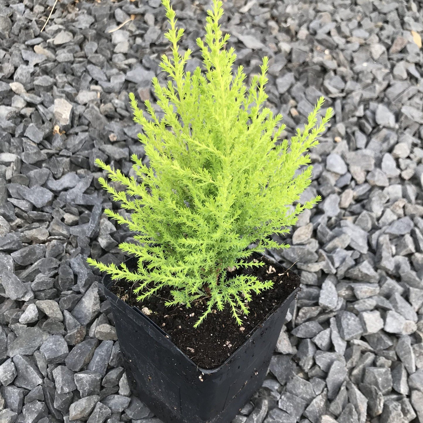 Cupressus Macrocarpa 'wilma Goldcrest' - View 28 from www redcrocus com