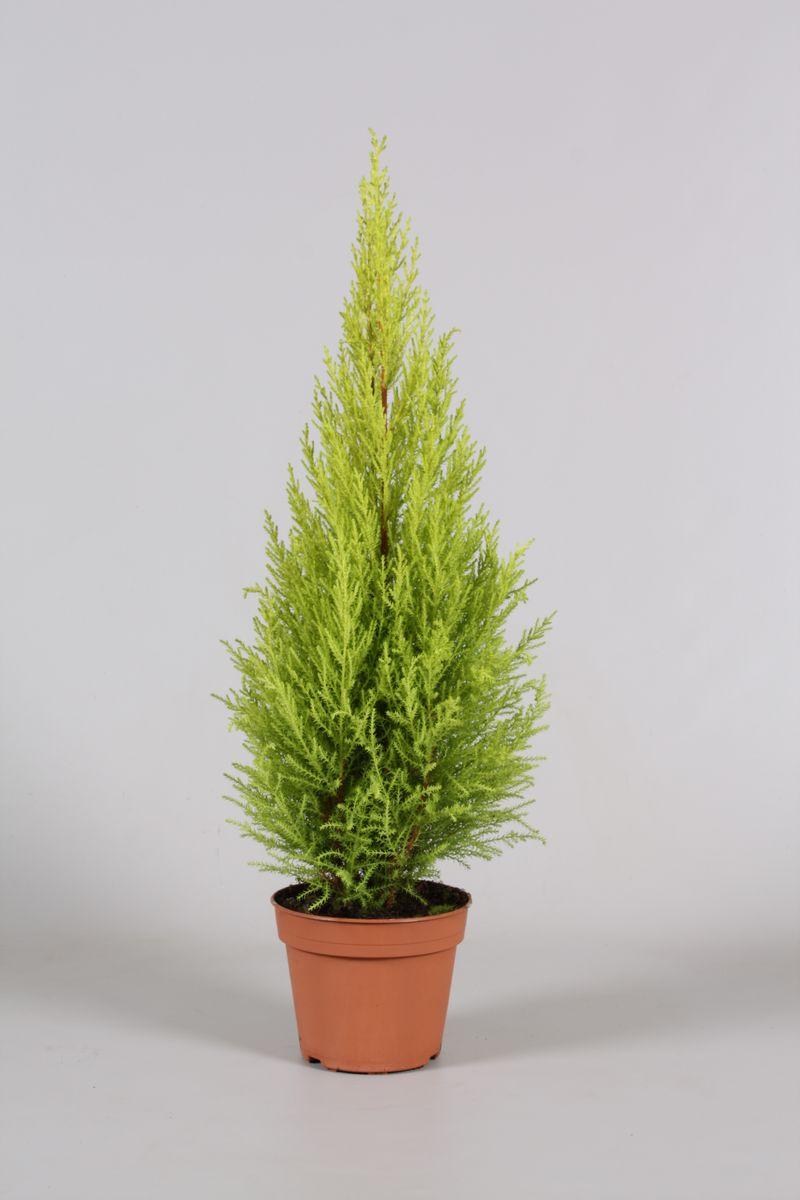 Cupressus Macrocarpa 'wilma Goldcrest' - View 32 from www redcrocus com