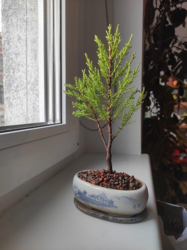 Cupressus Macrocarpa 'wilma Goldcrest' - View 33 from www redcrocus com