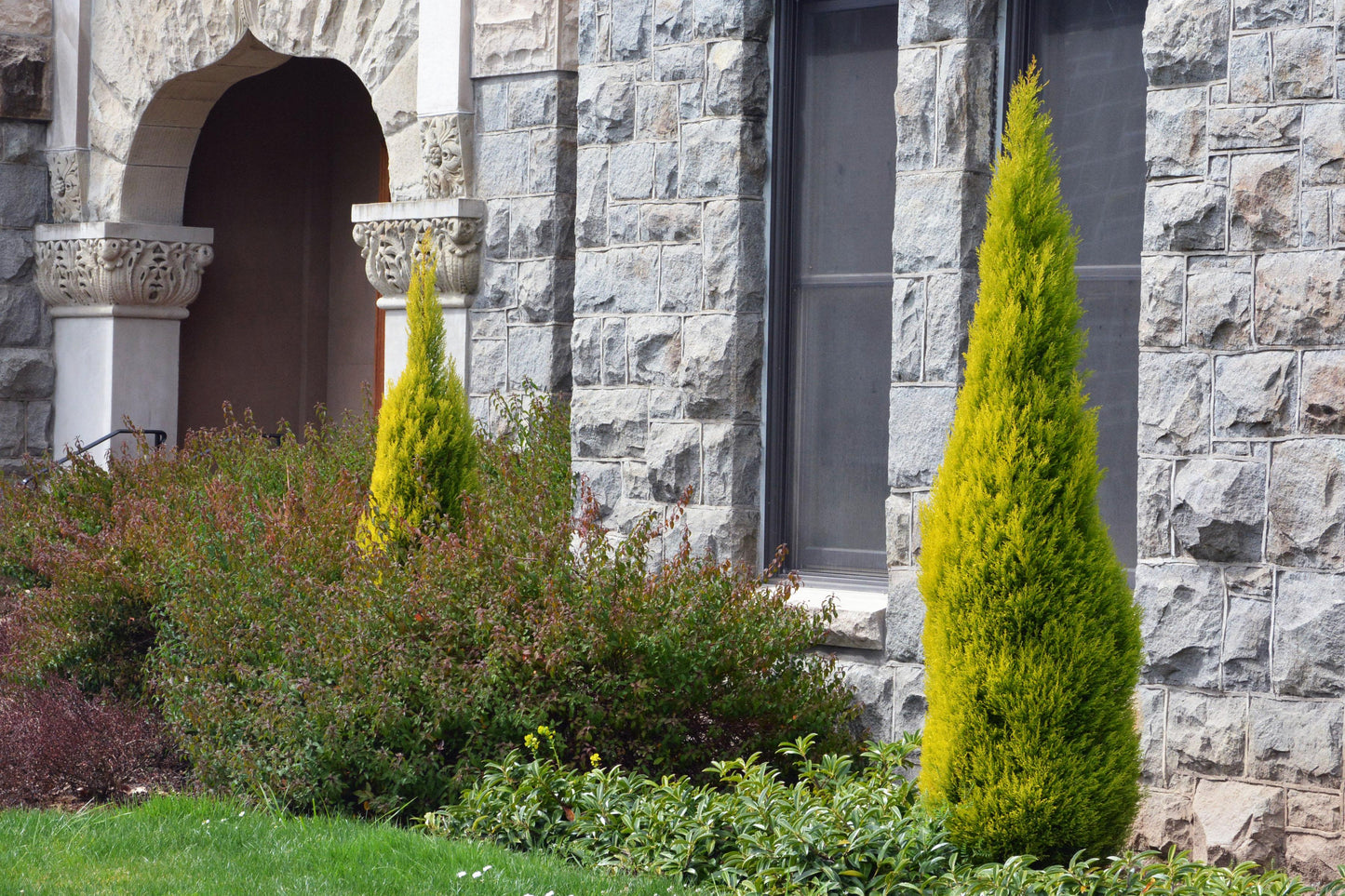 Cupressus Macrocarpa 'wilma Goldcrest' - View 3 from www redcrocus com