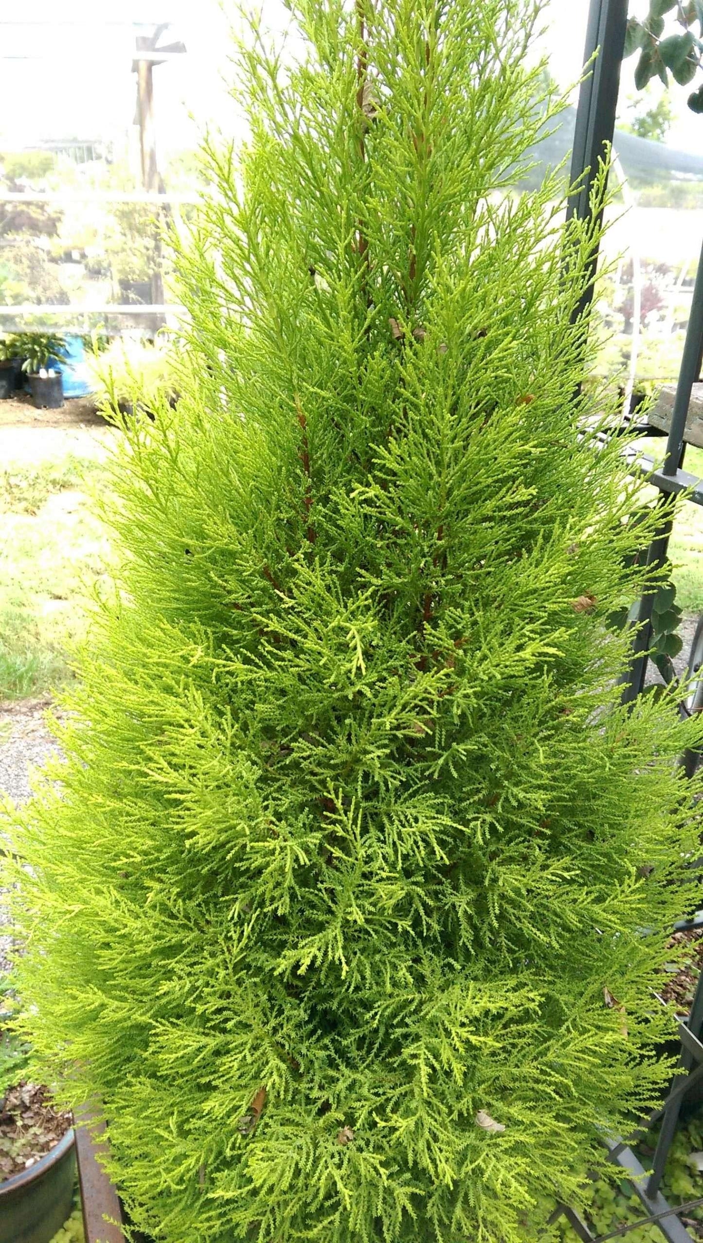 Cupressus Macrocarpa 'wilma Goldcrest' - View 5 from www redcrocus com