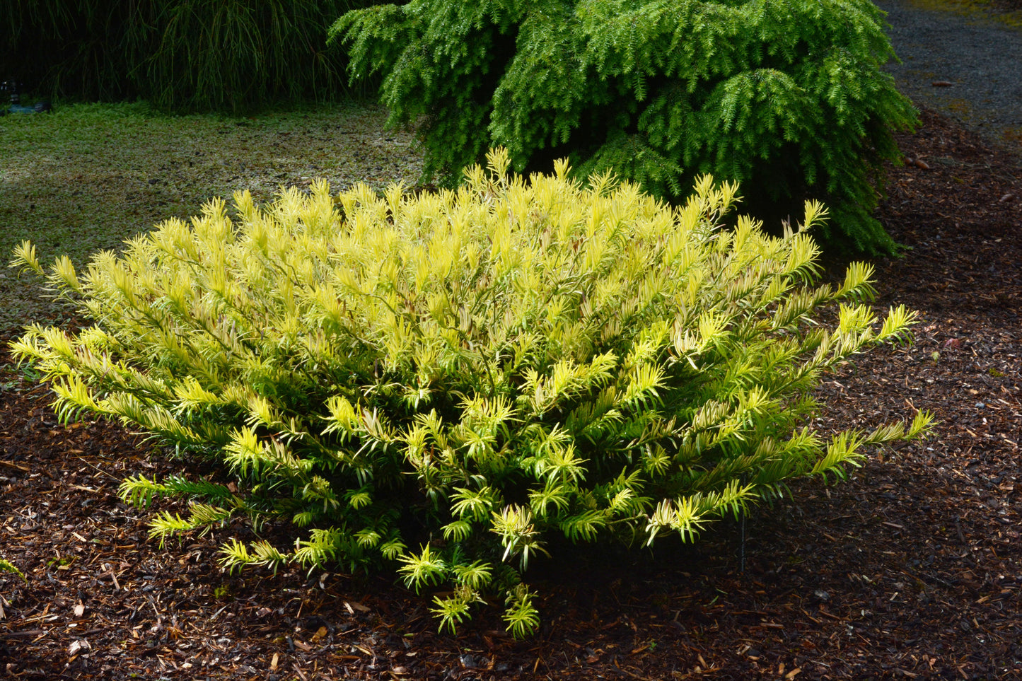 Cephalotaxus Harringtonia - View 11 from www redcrocus com