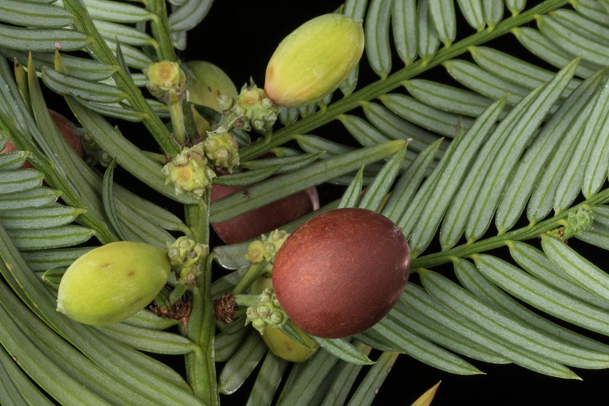 Cephalotaxus Harringtonia - View 12 from www redcrocus com