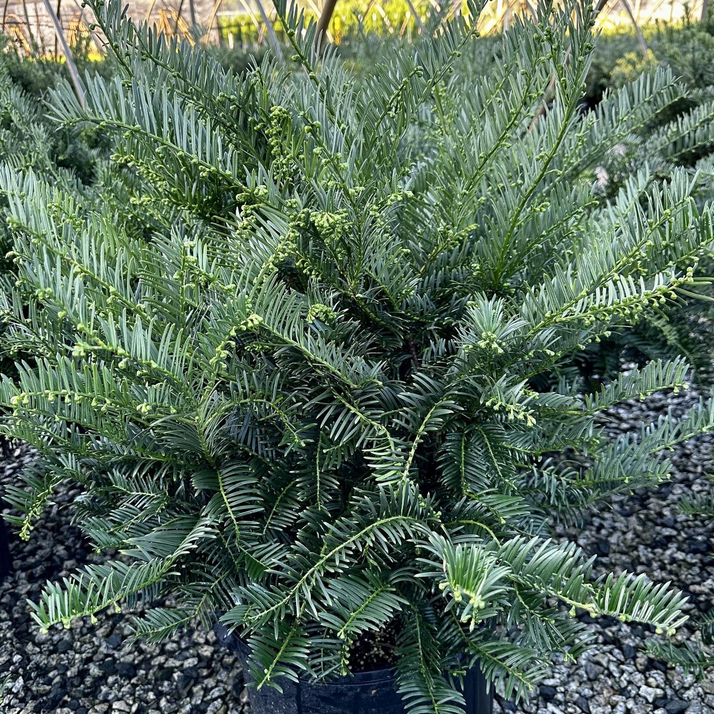 Cephalotaxus Harringtonia - View 14 from www redcrocus com