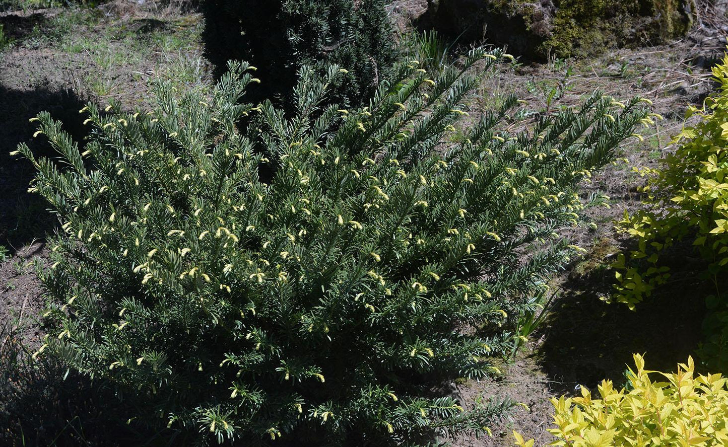 Cephalotaxus Harringtonia - View 15 from www redcrocus com
