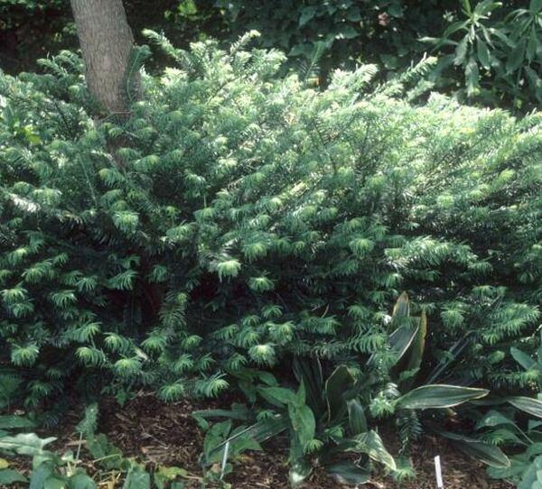 Cephalotaxus Harringtonia - View 17 from www redcrocus com