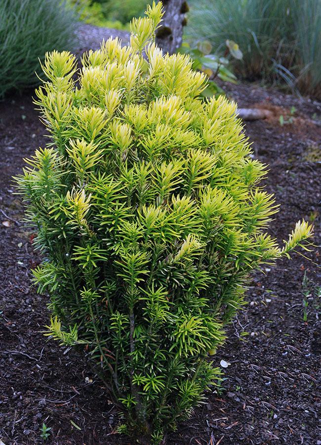 Cephalotaxus Harringtonia - View 19 from www redcrocus com