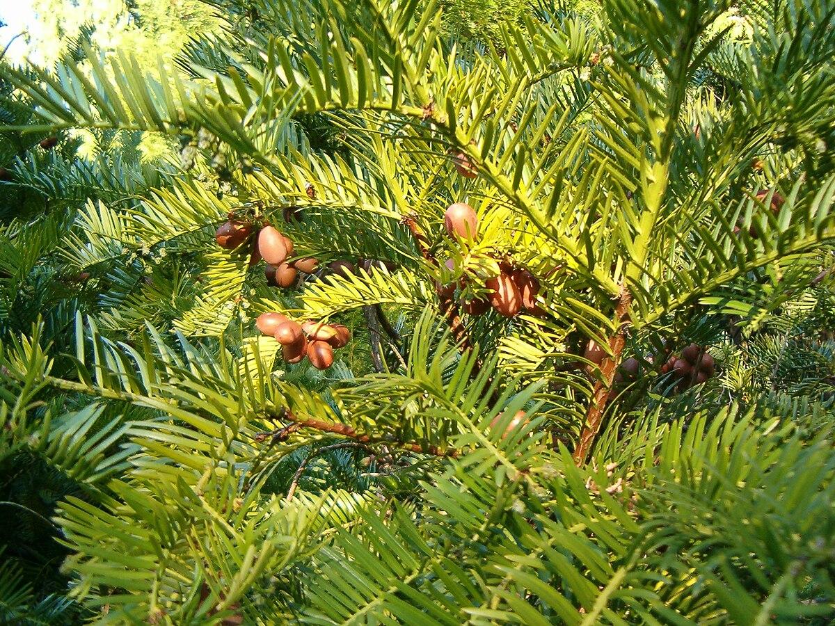 Cephalotaxus Harringtonia - View 1 from www redcrocus com