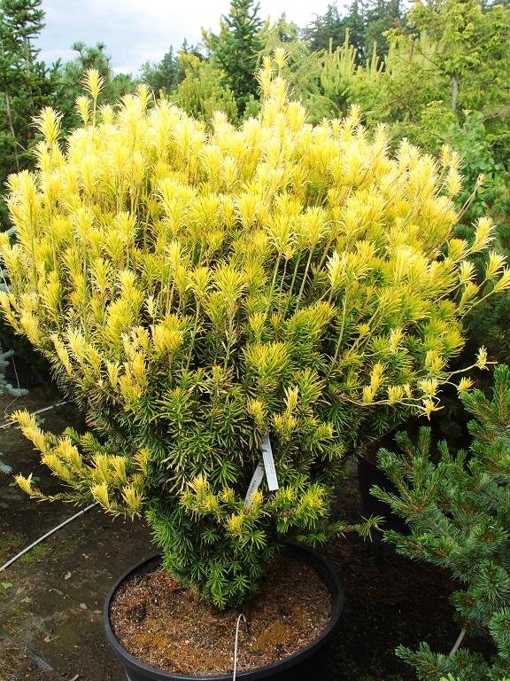 Cephalotaxus Harringtonia - View 20 from www redcrocus com