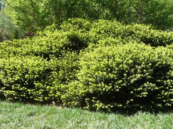 Cephalotaxus Harringtonia - View 21 from www redcrocus com