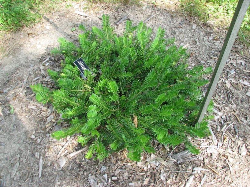 Cephalotaxus Harringtonia - View 23 from www redcrocus com