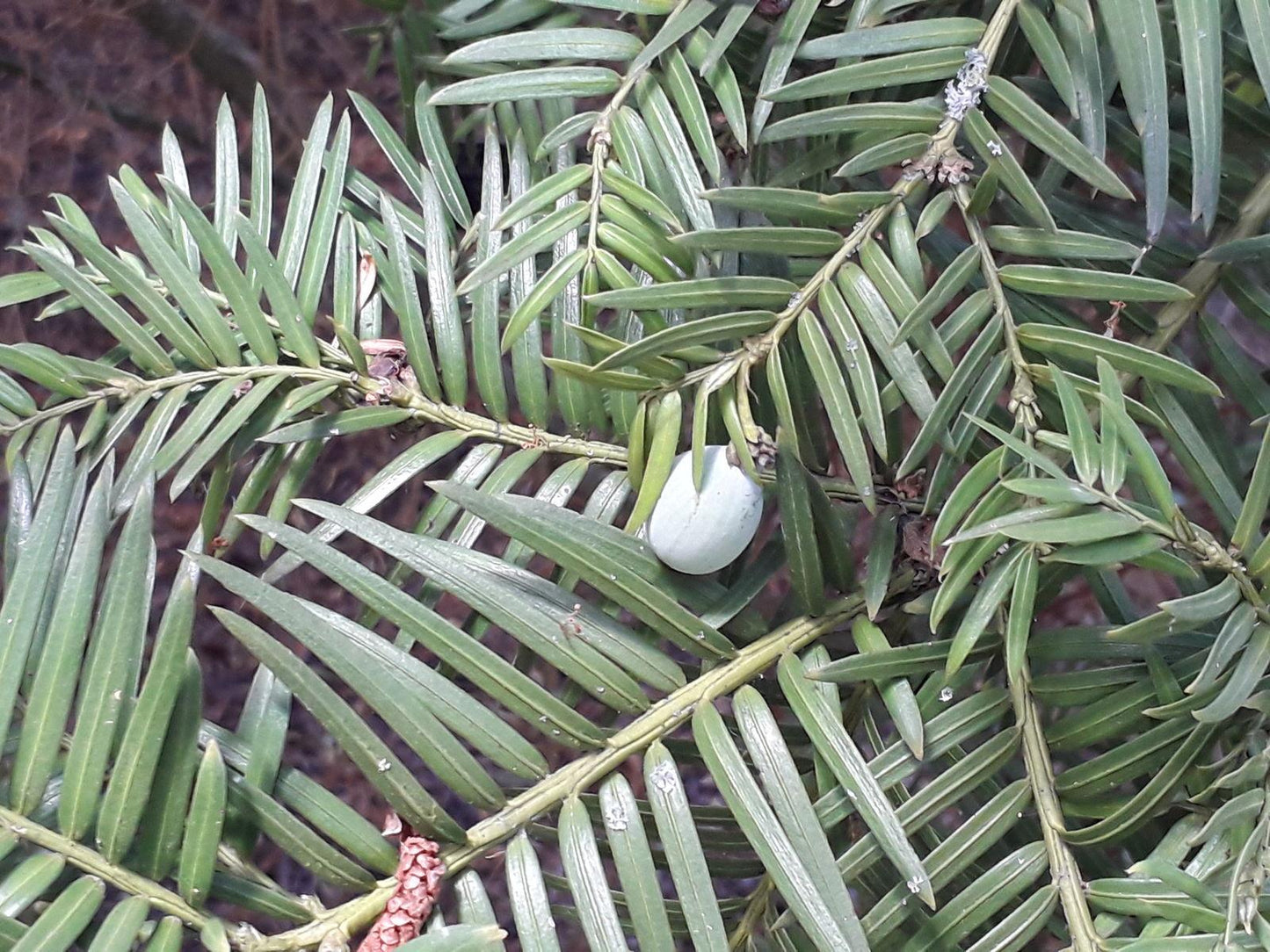 Cephalotaxus Harringtonia - View 24 from www redcrocus com