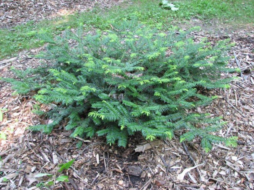 Cephalotaxus Harringtonia - View 25 from www redcrocus com