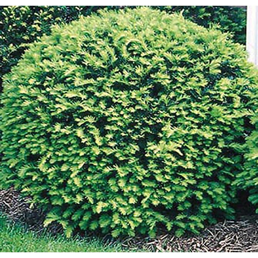 Cephalotaxus Harringtonia - View 26 from www redcrocus com