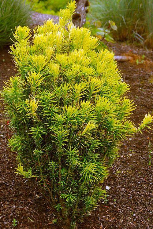 Cephalotaxus Harringtonia - View 30 from www redcrocus com