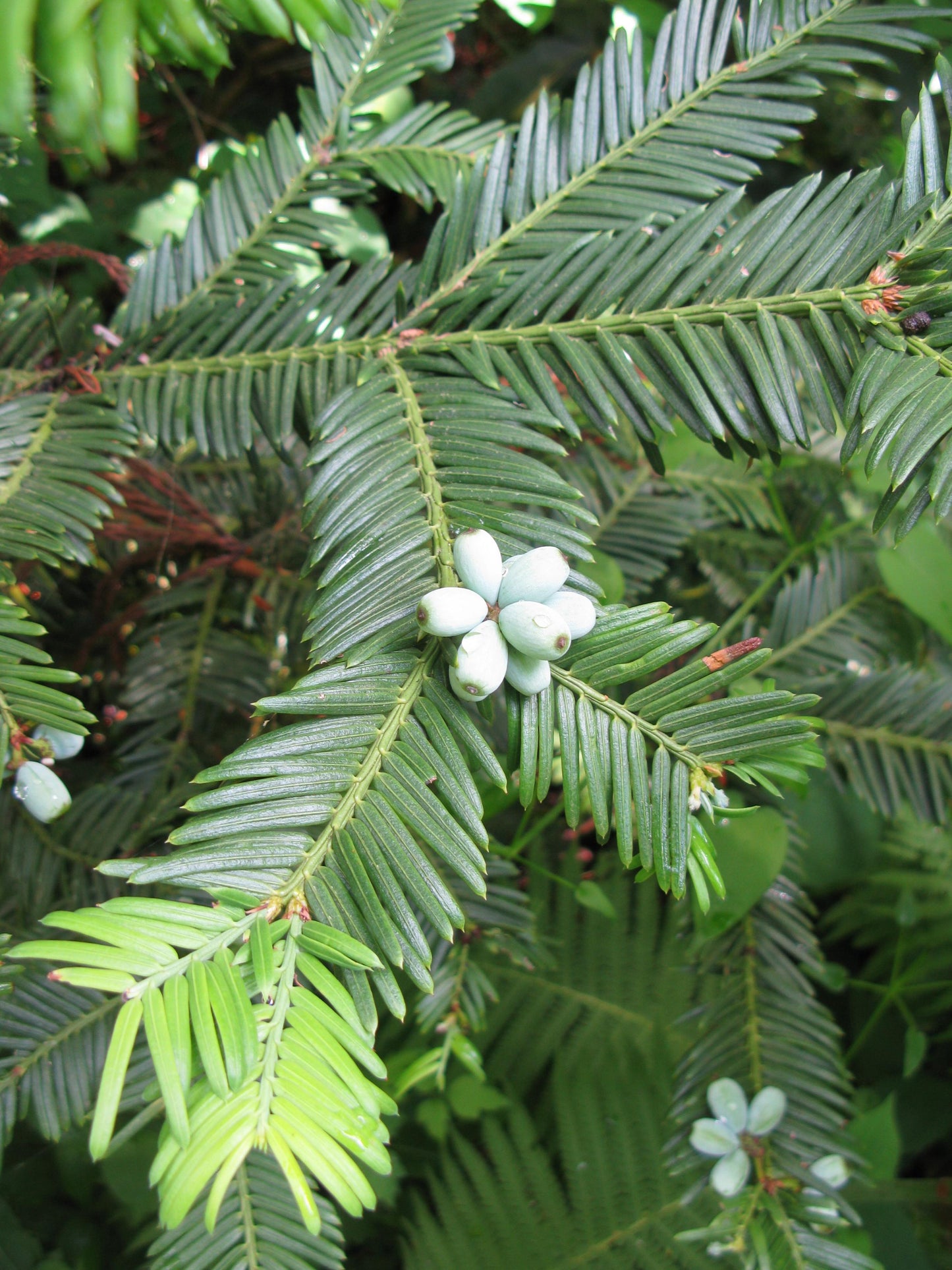 Cephalotaxus Harringtonia - View 33 from www redcrocus com