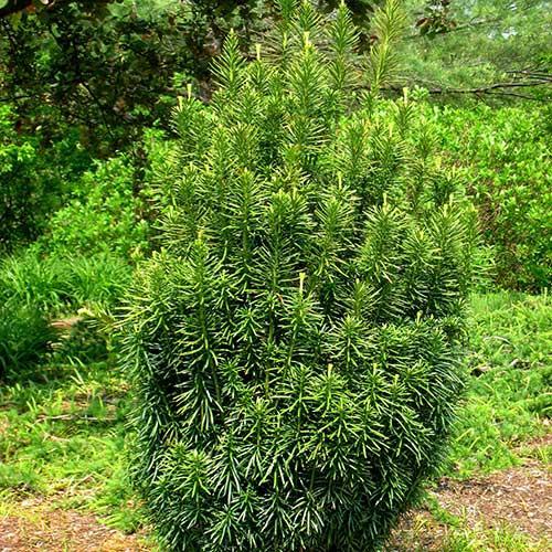 Cephalotaxus Harringtonia - View 34 from www redcrocus com