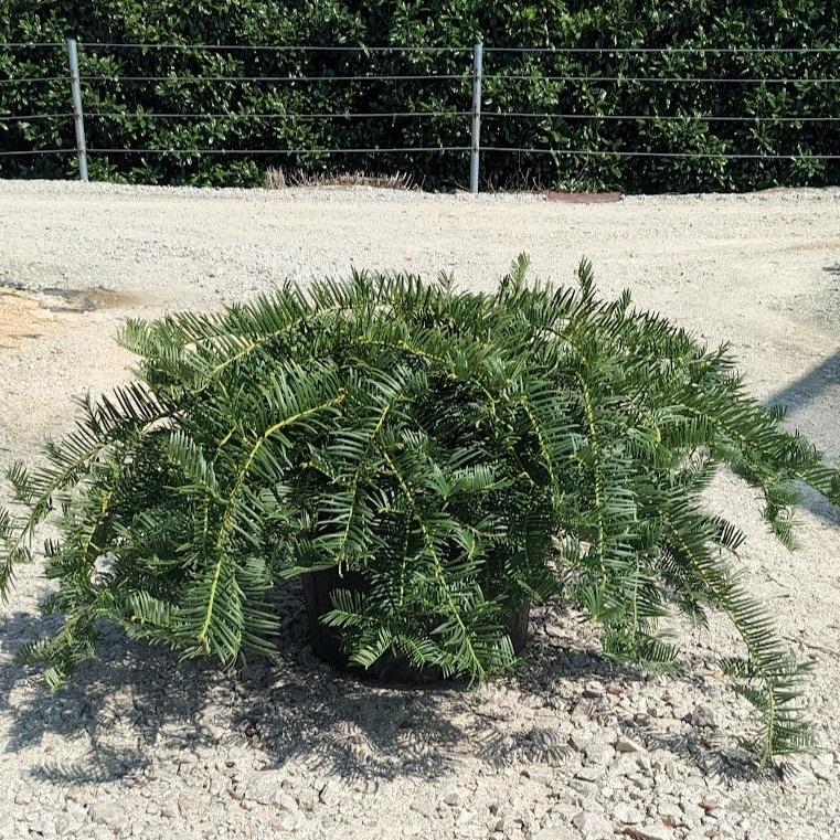 Cephalotaxus Harringtonia - View 36 from www redcrocus com