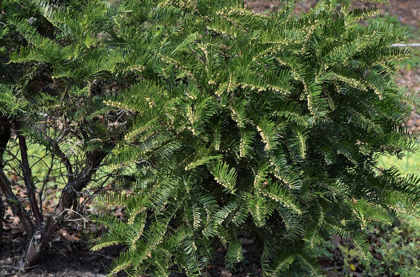 Cephalotaxus Harringtonia - View 6 from www redcrocus com