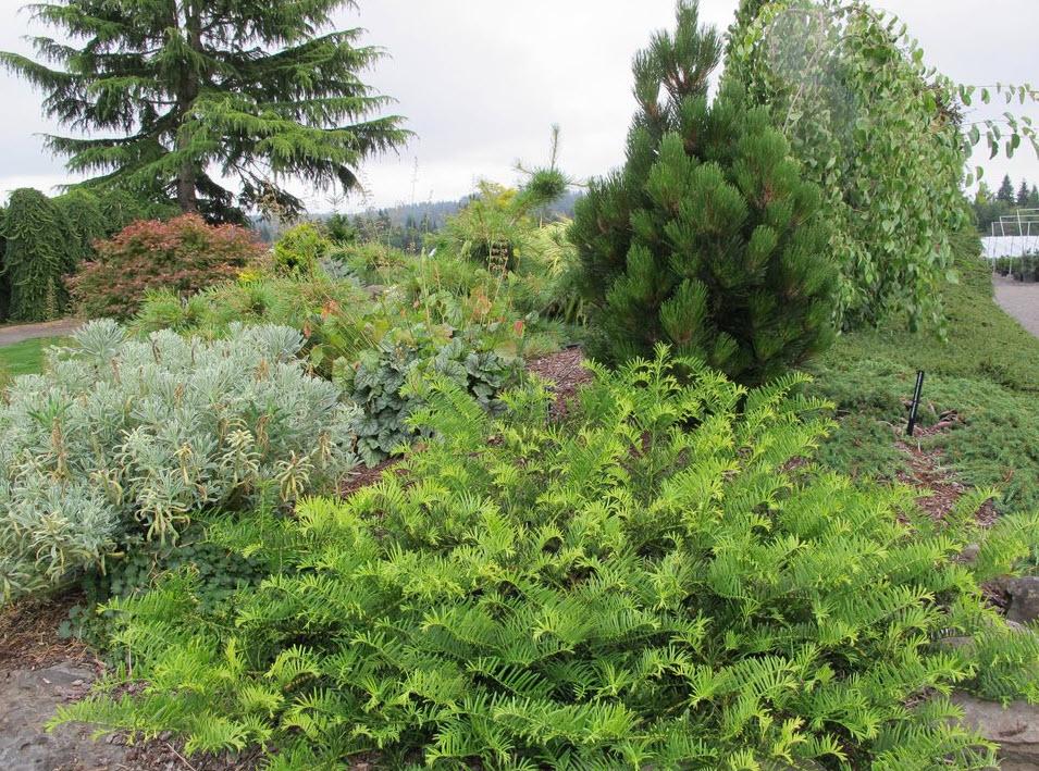 Cephalotaxus Harringtonia - View 8 from www redcrocus com