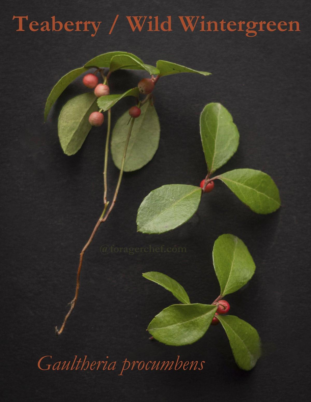 Gaultheria Procumbens - View 6 from www redcrocus com