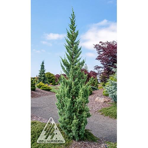 Juniperus Chinensis 'trautman' - View 8 from www redcrocus com
