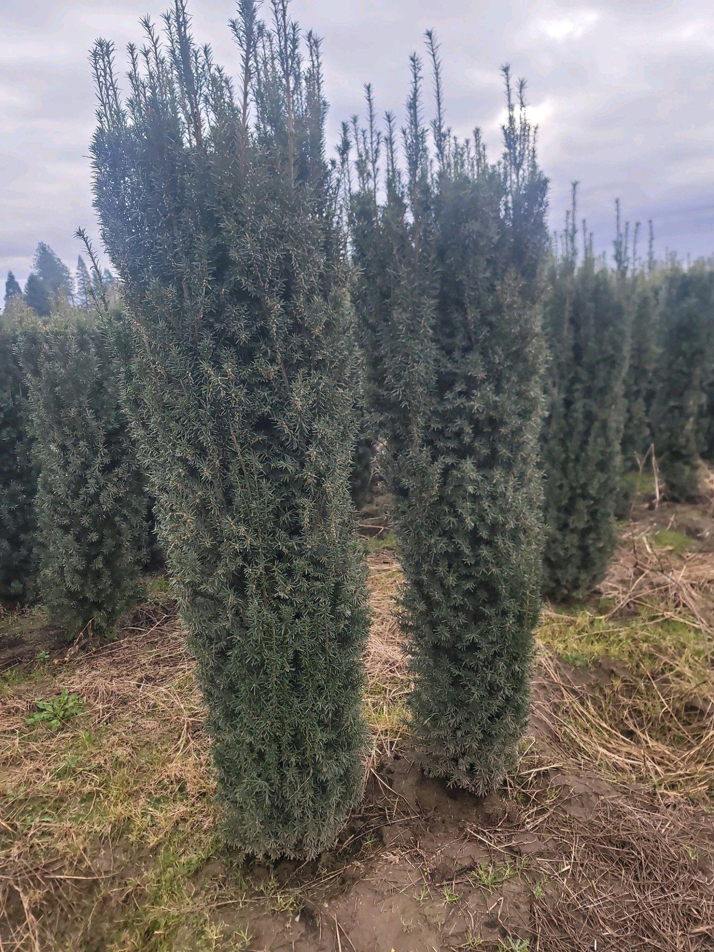 Taxus Media 'majestic' - View 9 from www redcrocus com