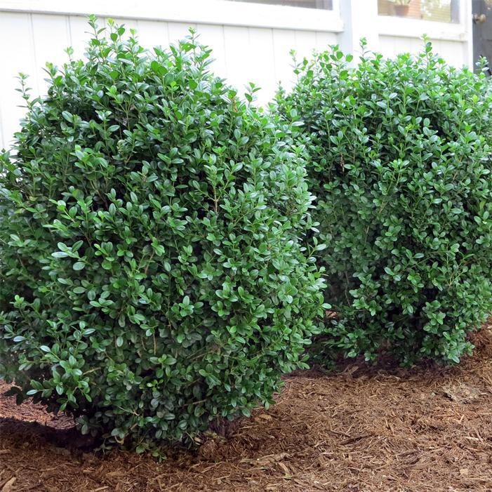 Buxus Newgen 'freedom' - View 9 from www redcrocus com