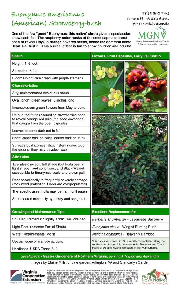 Euonymus Americanus - View 4 from www redcrocus com
