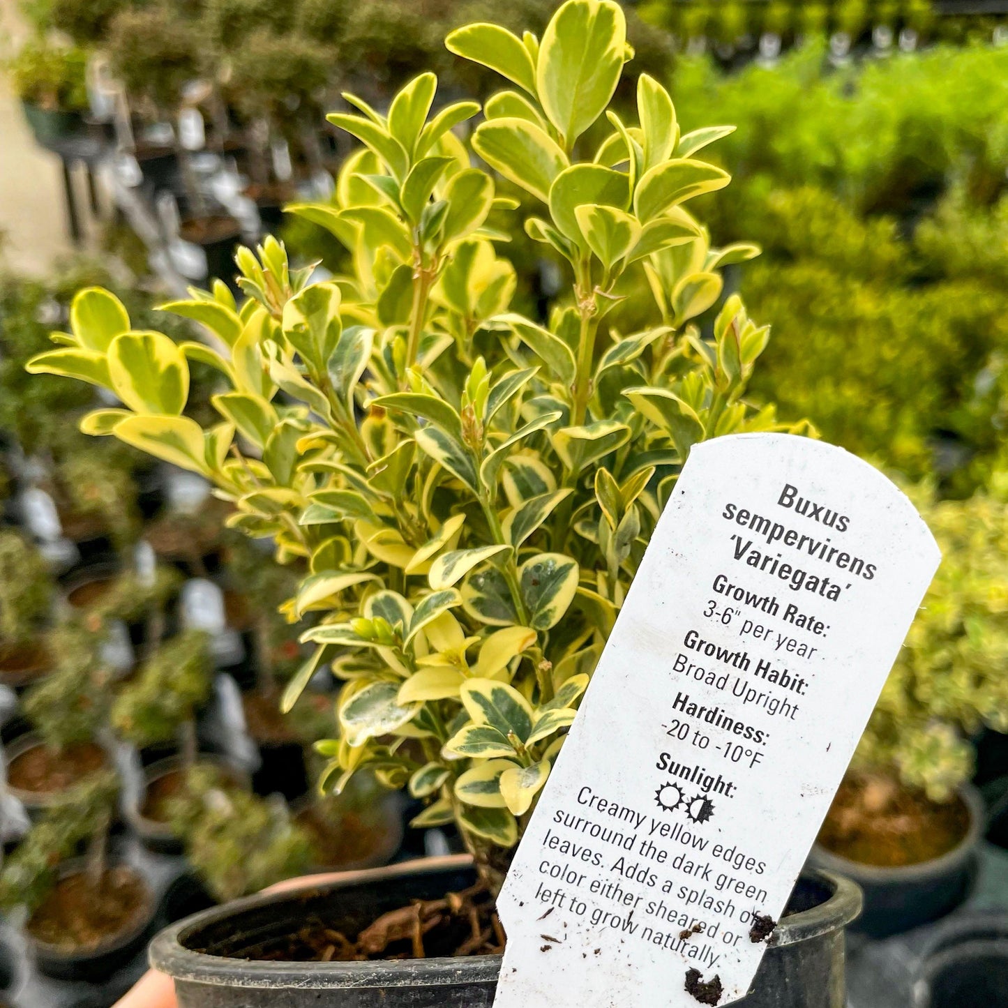 Buxus Sempervirens 'variegata' Globe - View 9 from www redcrocus com