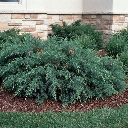Juniperus Sabina 'broadmoor' - View 19 from www redcrocus com