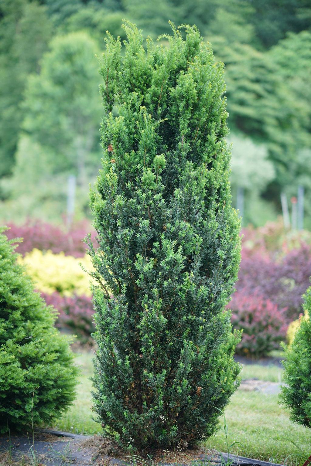 Taxus Media 'stonehenge' - View 6 from www redcrocus com
