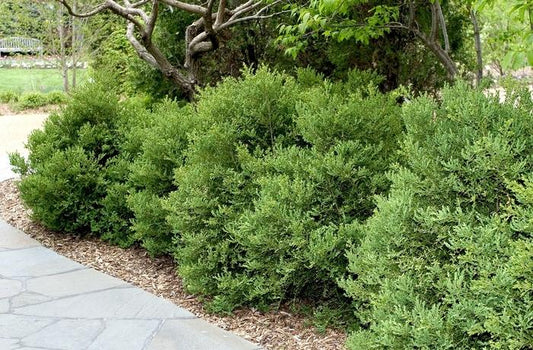 Buxus Microphylla 'green Beauty' - View 28 from www redcrocus com