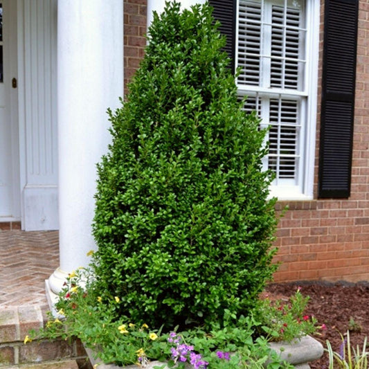 Buxus Microphylla 'green Mountain' Pyramid - View 13 from www redcrocus com
